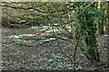 Little Walsingham: Wooded area carpeted in snowdrops 1