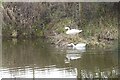 SO8447 : A pair of mute swans by Philip Halling