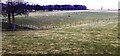 Sheep in field at Keld Farm