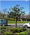 Bocholt Tree on Main Roundabout