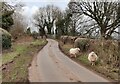 Sheep on Park Gate near Hillside Farm