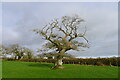 Old oak near Moor Wood