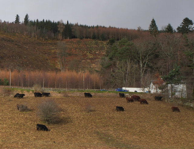 Cattle grazing at Neidpath