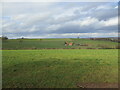 Fields around Wood Barn Farm