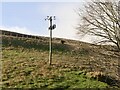 Sheep on Kincraigie Law