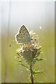 Argus butterfly, Swells Hill, Stroud