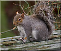 Suburban squirrel, Hull