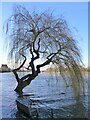 High spring tide at Mortlake: weeping willow under water