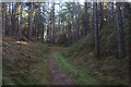 TF8745 : Path in Holkham Pines by Hugh Venables