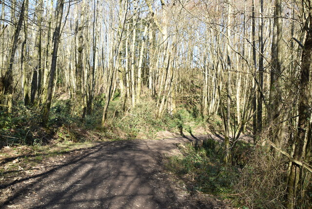 Sussex Border Path, Bewl Water Woods © N Chadwick :: Geograph Britain ...