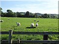 Sheep grazing, Trefeglwys