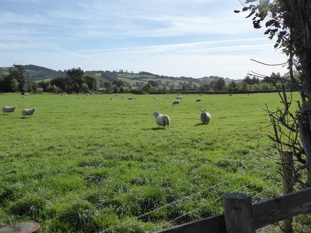 Sheep grazing, Trefeglwys