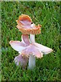 Fungi, St Michael