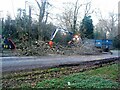 Tree debris removal, Kenilworth Road (2)