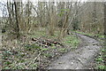 Path into Park Woods