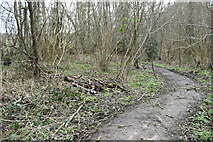 TQ5912 : Path into Park Woods by David Martin