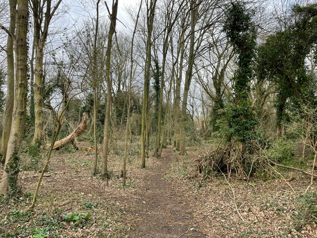 Woodland by Hobson's Brook © Fernweh cc-by-sa/2.0 :: Geograph Britain ...