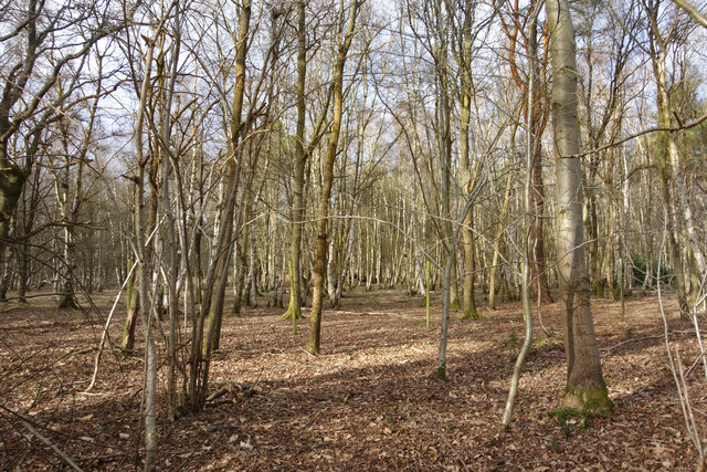 Silver Birch Forest, Heckfield Heath
