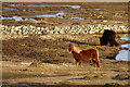 HP5901 : Shetland ponies, Uyeasound by Mike Pennington