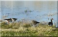 TL9369 : Greylag geese at Mickle Mere by Alan Murray-Rust