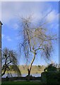 Trees at Tapestry Court, Mortlake riverside