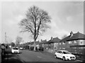 Sycamore Avenue, Leymoor