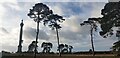 Looking up at the Pine Trees