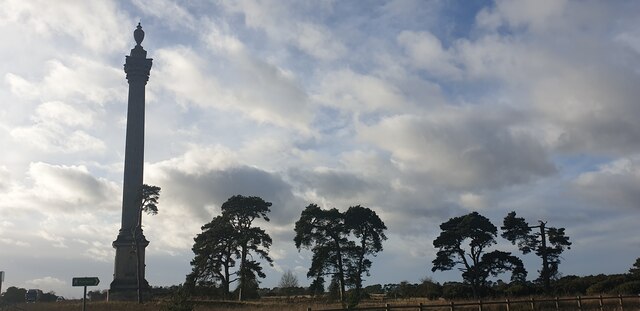 Looking up at the Pine Trees