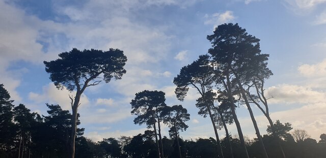 Pine Trees near A11