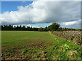 Along a hedge towards Foxhole Coppice