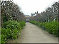 The avenue at Mill Road Cemetery