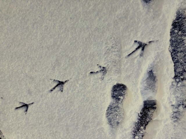 Grey heron footprints in the snow, Mullaghmore