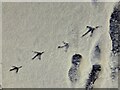 H4772 : Grey heron footprints in the snow, Mullaghmore by Kenneth  Allen