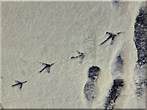 H4772 : Grey heron footprints in the snow, Mullaghmore by Kenneth  Allen