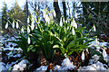 Green-leaved Snowdrop (Galanthus woronowii)