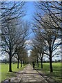 Avenue of trees in winter