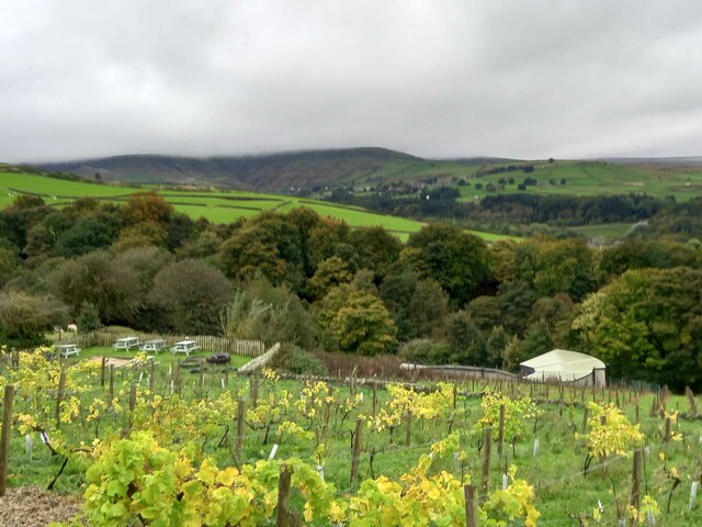 Vines at Holmfirth Vineyard