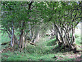 Sunken path near Shittlehopeside Farm (4)