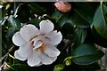 Middleton, The Manor House Open Day: Camellia