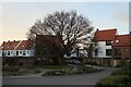 Large tree in Derwenthorpe