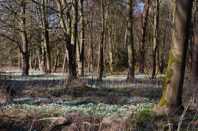 The Linches, Achurch: woodland full of snowdrops