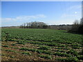 Oilseed rape and the valley of the River Gwash