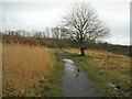 Dog tree