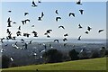 SU6606 : A view with birds by David Martin