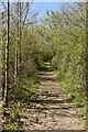 Wooded footpath