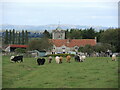 Cows in Catcott