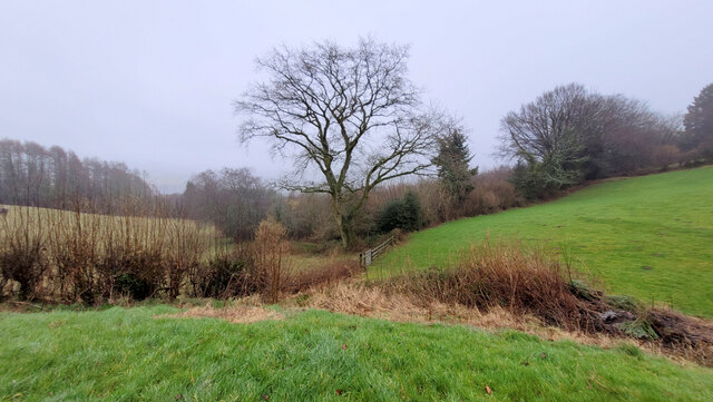 Oak tree on the field boundary