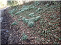 Snowdrops in Furnace Lane