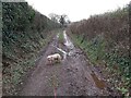 ST0202 : Farm Track in Devon by John P Reeves