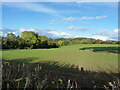 SO6292 : A field by Little Hudwick cottage by Richard Law